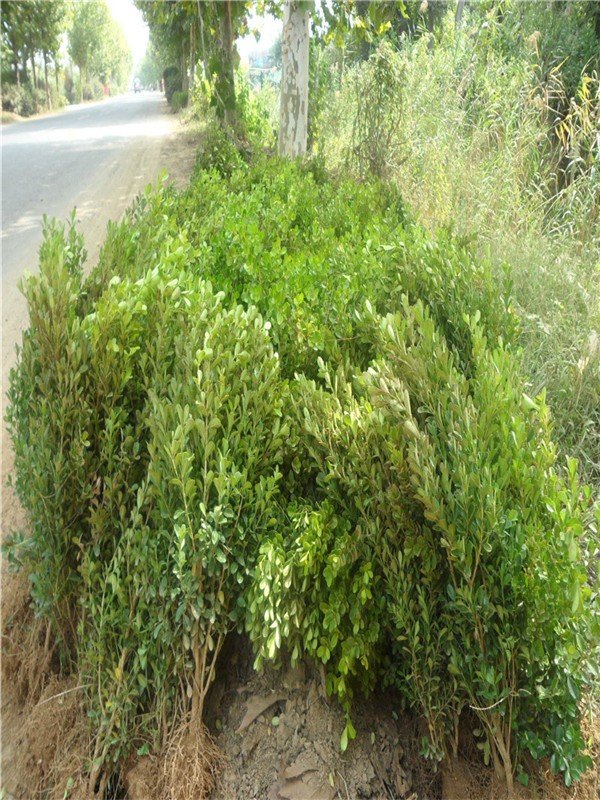 豆瓣黄杨的介绍