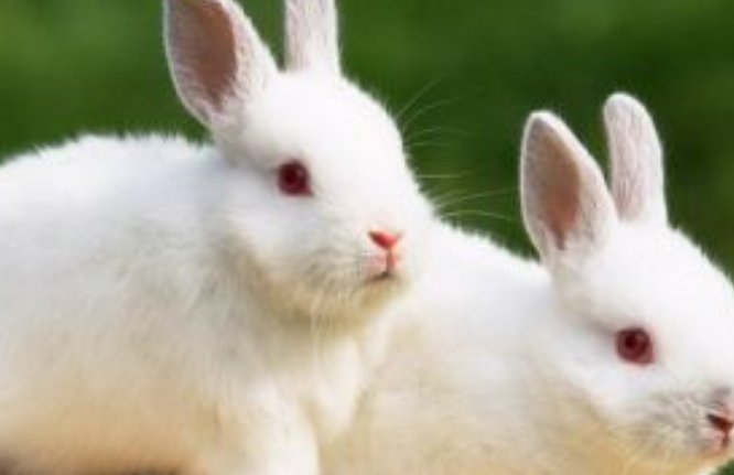 都说兔子不吃窝边草,为啥有些兔子也会吃?