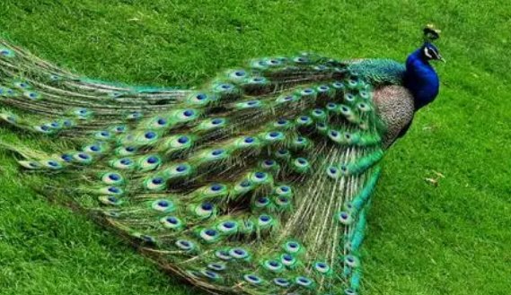 世界上最恐怖的孔雀是什么？