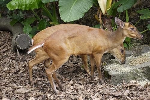 西班牙的农户称怪兽袭击了150头家畜，并且吸干了家畜的血，这怪兽是什么?