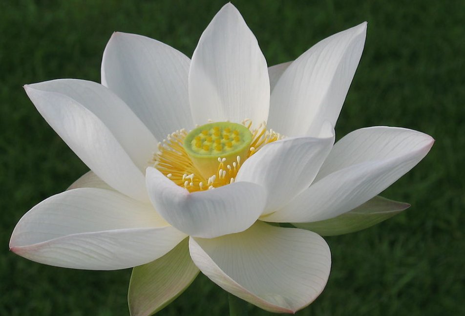 什么花会在什么时间开放？