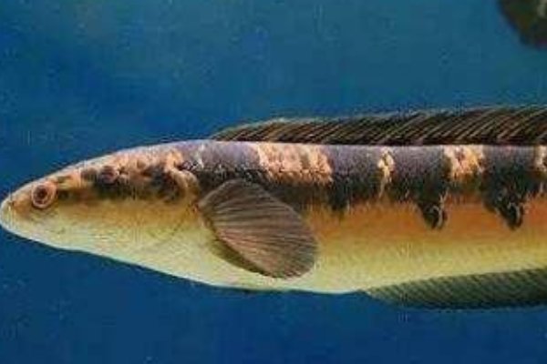 有没有什么好一点的水族论坛?南美水族论坛一边躺着去。