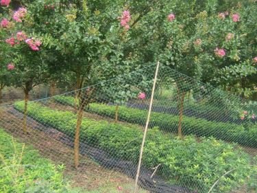 赤薇的形态特征