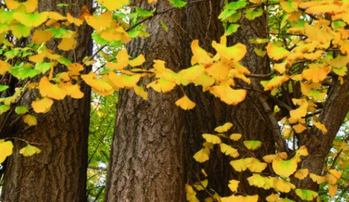 你喜欢银杏吗，下一句是什么，一定是暗示。