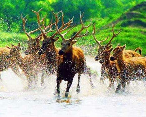 四不像是什么动物图片