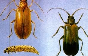 请问这是什么虫子？