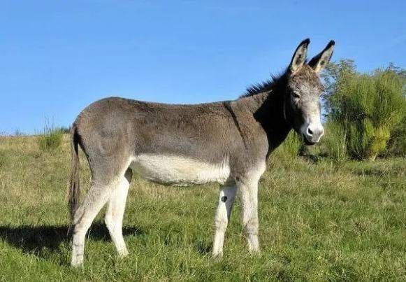 驴是怎么交流配的多久时间