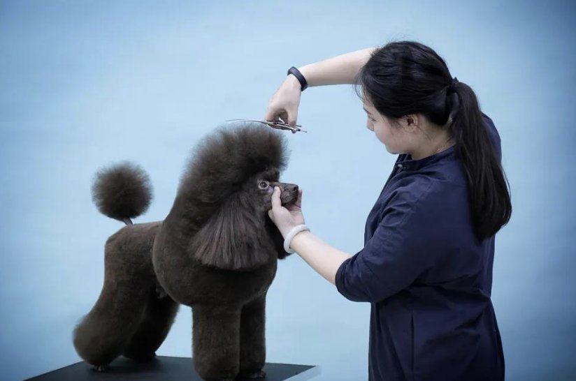 哪个宠物学校好？