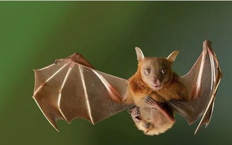 《蝙蝠》这本小说主要讲了什么?