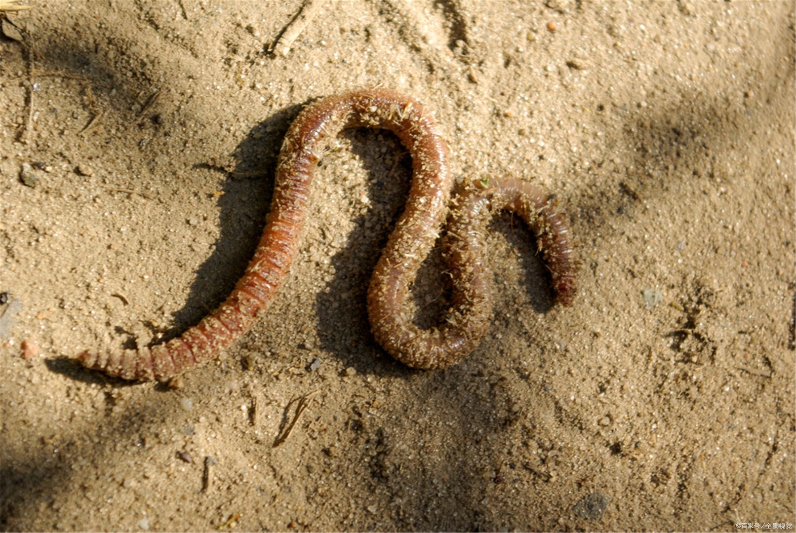 早起的鸟儿有虫吃,早起的虫儿被鸟吃是啥意思?