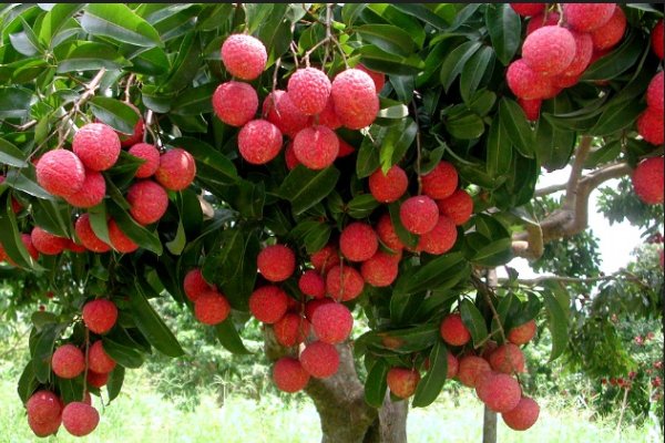 若离本枝一日而变色二日而香变是什么