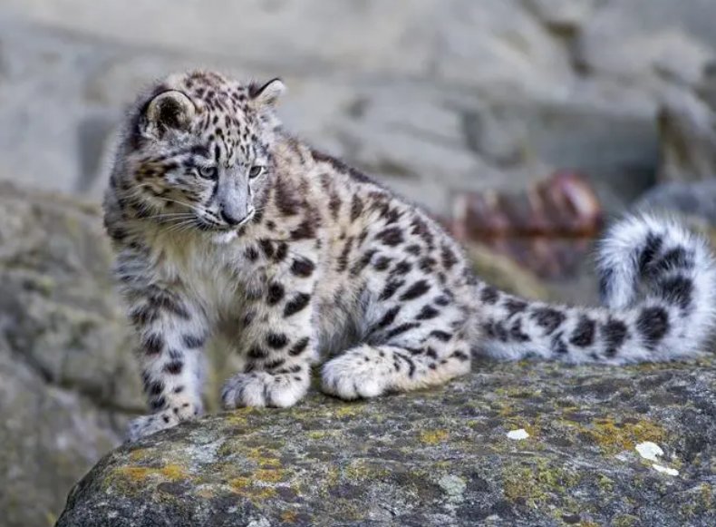 雪豹打得过老虎吗