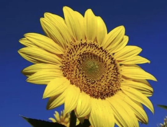 像花儿一样绽放的优美句子