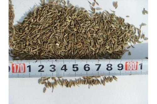 菜籽出油率大概是多少