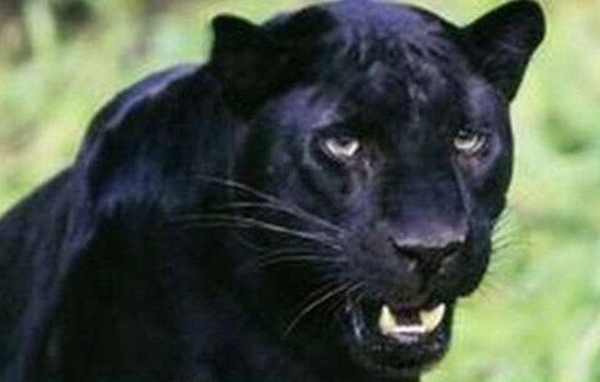 霸王猇真的存在吗灭绝了吗 霸王猇为什么灭绝