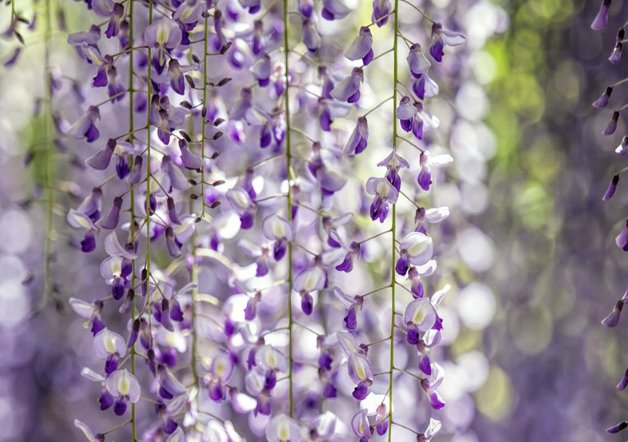 佛铃花的花语是什么