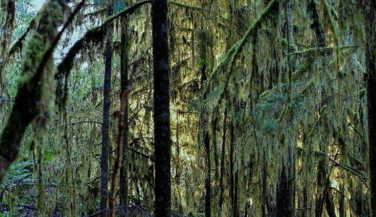 世界上有没有吸血树