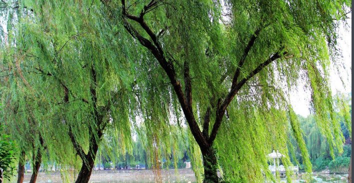 关于垂杨柳的诗词有哪些？