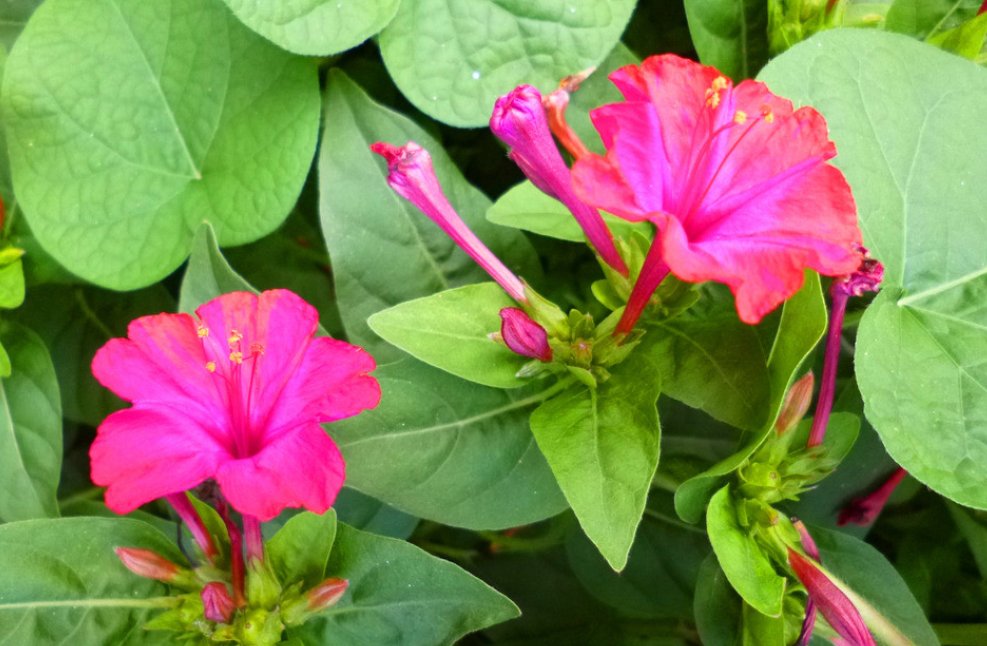 什么花会在什么时间开放？