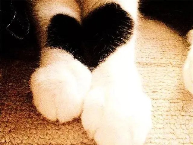 小猫爪印有哪些？