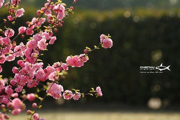 四月的纪念的全诗是什么？