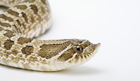 光说不练打一个生肖