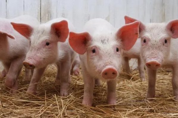 豚豚是什么意思