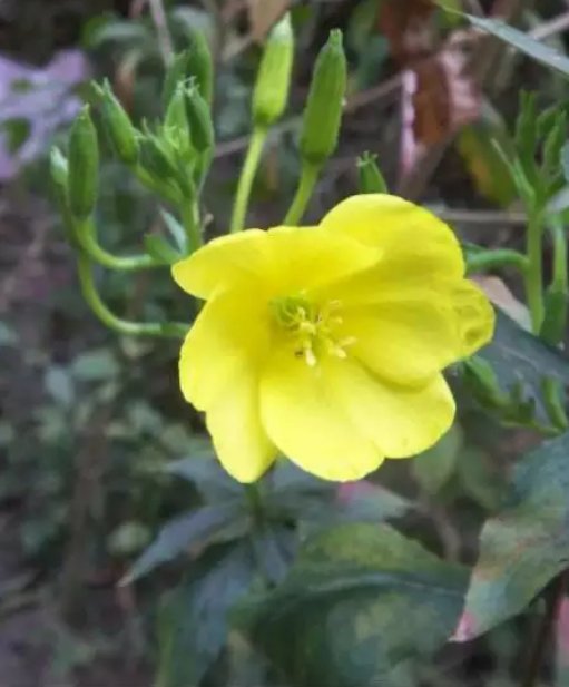 什么花会在什么时间开放？