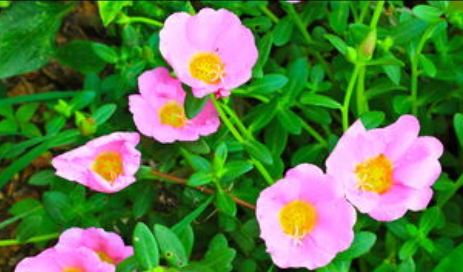 什么花会在什么时间开放？