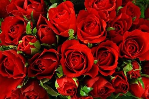 九百九十九朵玫瑰 歌词