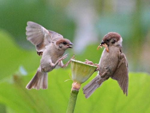 早起的鸟儿有虫吃，早起的虫儿被鸟吃是啥意思？
