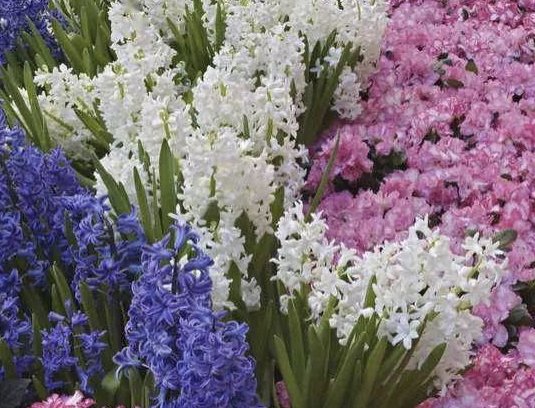 像花儿一样绽放的优美句子