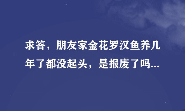 求答，朋友家金花罗汉鱼养几年了都没起头，是报废了吗？能做亲鱼吗？