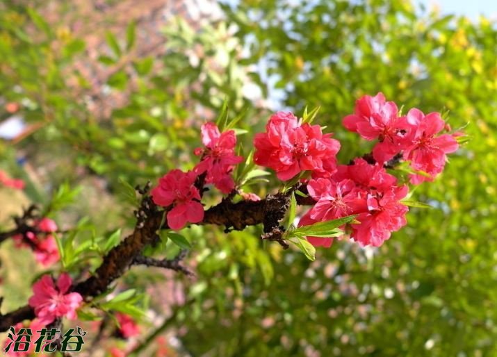 绛桃的栽培技术