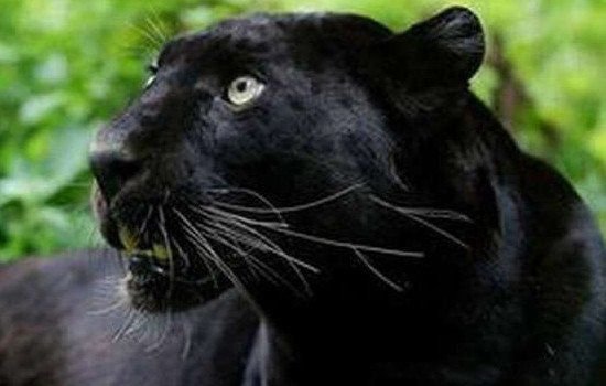 霸王猇真的存在吗灭绝了吗 霸王猇为什么灭绝