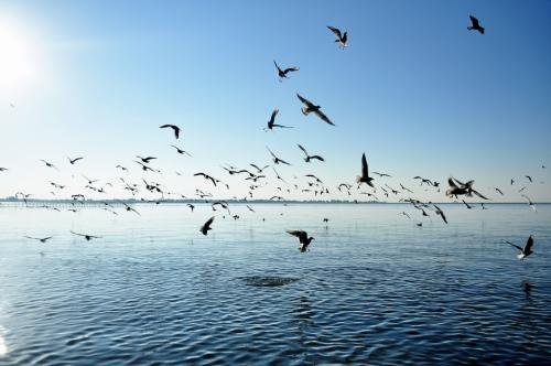 海鸥体型有多大，寿命有多久？