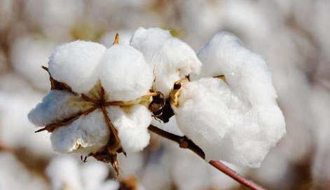雨一来,他们便放假了。 仿写:微风一吹,他们…… 请在书上找有第二课花的学校。