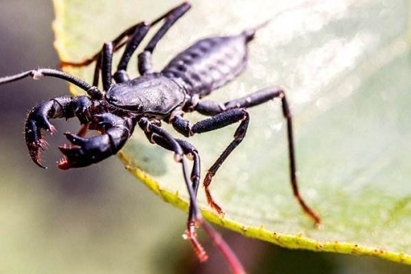 鞭尾蝎是什么？