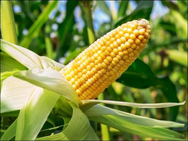 玉米价格创历史新高，今年的玉米价格为什么那么高？