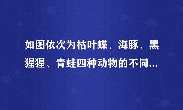 如图依次为枯叶蝶、海豚、黑猩猩、青蛙四种动物的不同行为，请据图回答：  （1）图①所示的是枯叶蝶的___