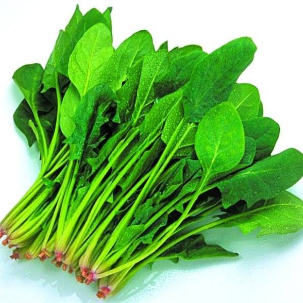 红嘴绿鹦哥此句的出处