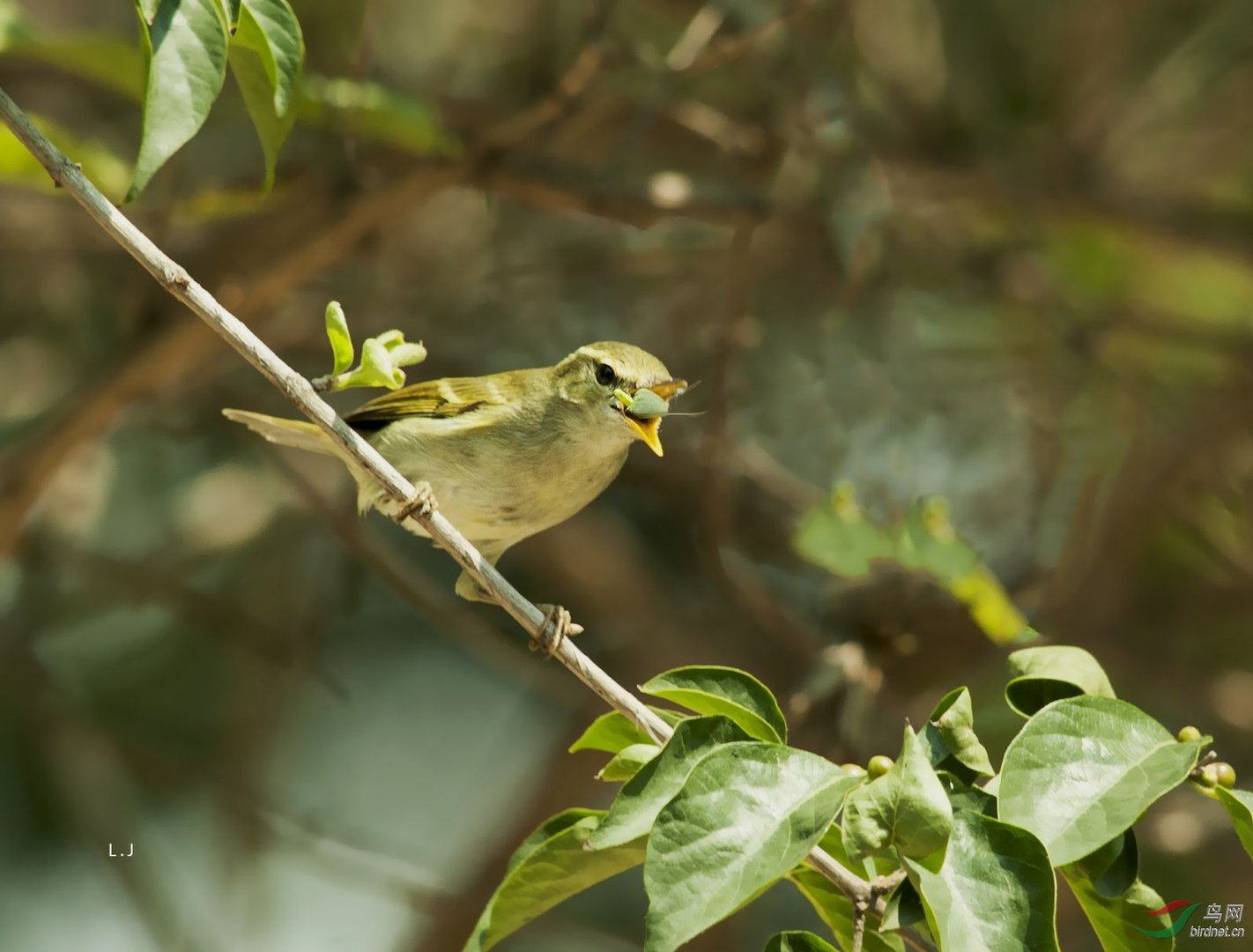 双斑绿柳莺的分类讨论