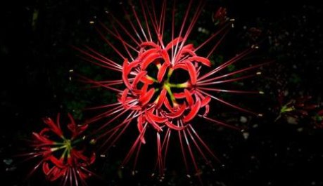 彼岸花开是什么意思