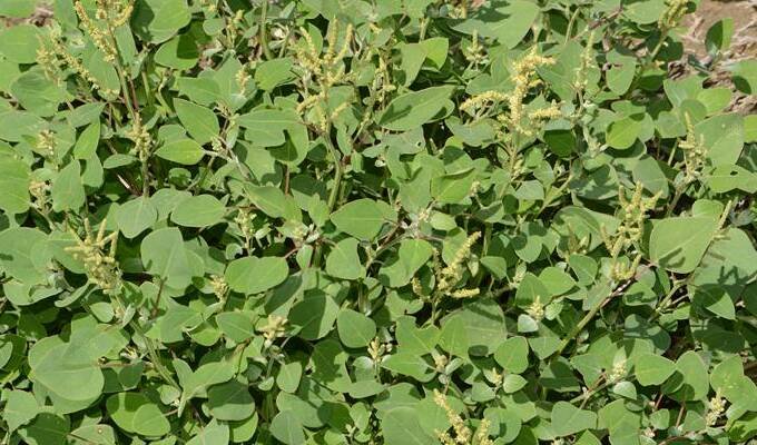 请问这种叶子银灰色的植物是啥。照片拍于水边，这种植物似乎喜水。