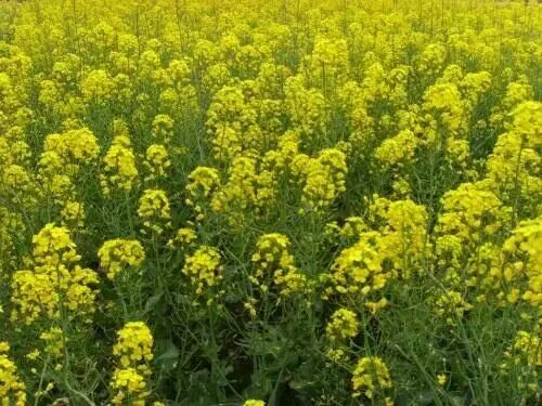 蓬蓬是什么意思