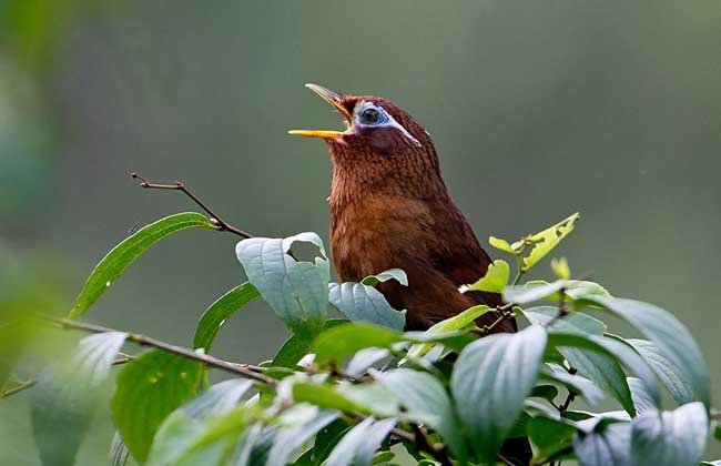关于鸟的资料 50字左右 五种