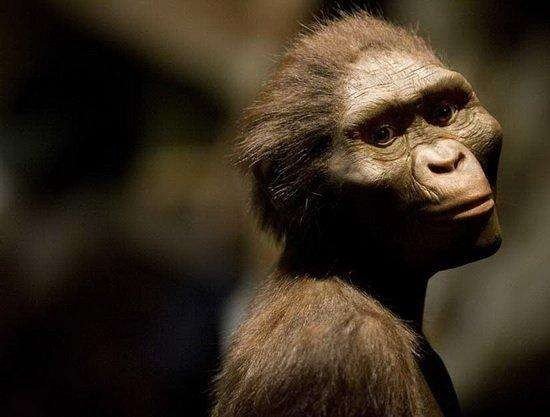 古猿是怎么来的???