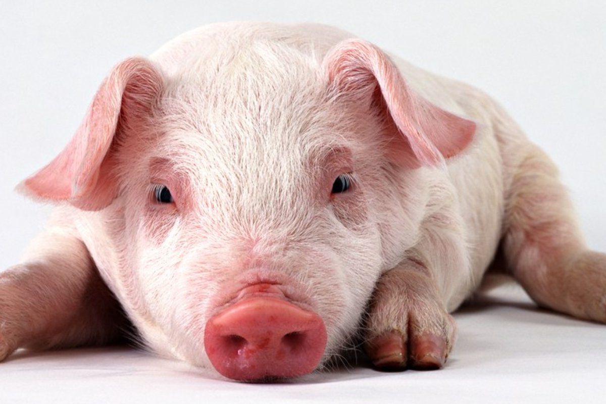 恸哭流涕指一生肖