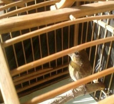 麻鷯雏鸟是什么样求图片