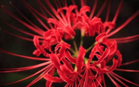 彼岸花开是什么意思